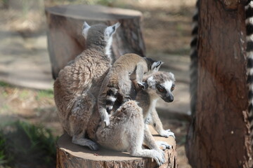 Naklejka premium Lemurs sunbathing bench.Lemurs cuddling tree. High quality 4k footage