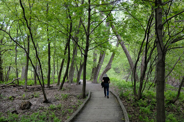 Fototapeta premium Une femme marche sur un trottoir de bois dans un parc boisé, Québec, Canada 