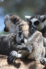 Naklejka premium Lemurs sunbathing bench.Lemurs cuddling tree. High quality 4k footage