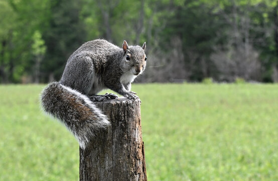 Squirrel on Fencepost