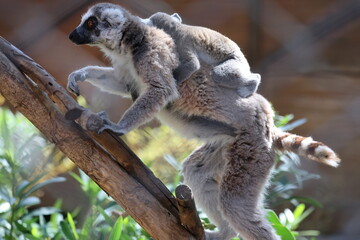 Naklejka premium Lemurs climbing tree.High quality 4k footage