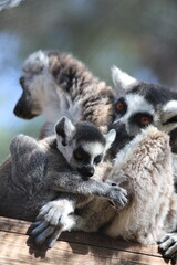 Naklejka premium Lemurs sunbathing bench.Lemurs cuddling tree. High quality 4k footage