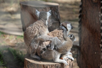Obraz premium Lemurs sunbathing bench.Lemurs cuddling tree. High quality 4k footage