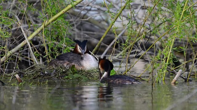 Great crested grebe (Podiceps cristatus) bringing nesting material to a nest on a lake. Another bird leaves the nest and swims away. Slow motion wildlife footage of nest-building and pair interaction 