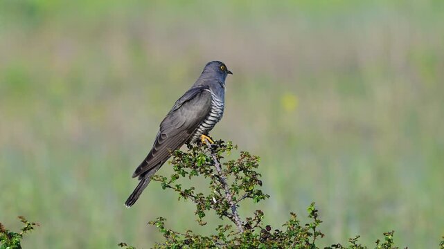 A common cuckoo (Cuculus canorus) takes off from a bush in its natural wild habitat. Slow motion footage captures detailed wing movement and natural bird behavior during flight initiation.