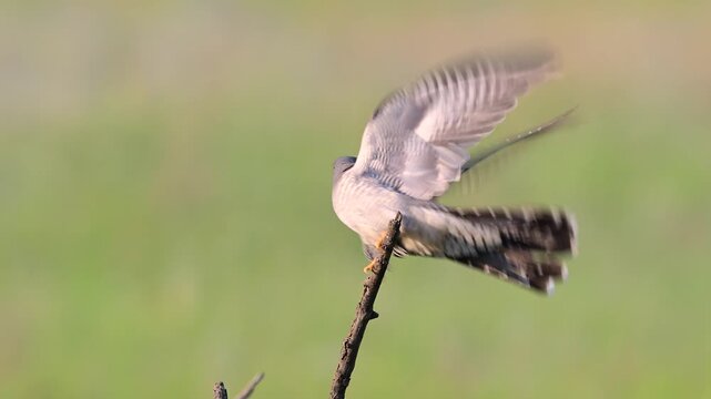 Common cuckoo (Cuculus canorus) taking off from a branch and flying away against a beautiful green blurred background. Slow motion wildlife footage capturing natural bird movement in wild habitat.