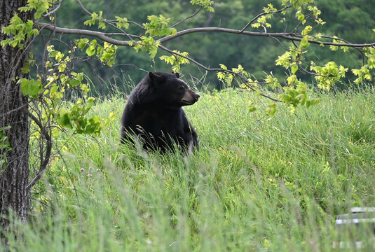 Big Black Bear in Tall Grass