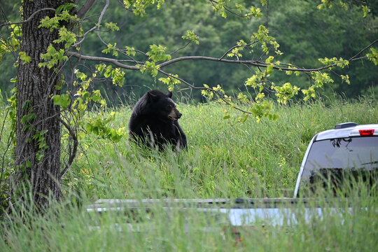 Big Black Bear looking at Pickup
