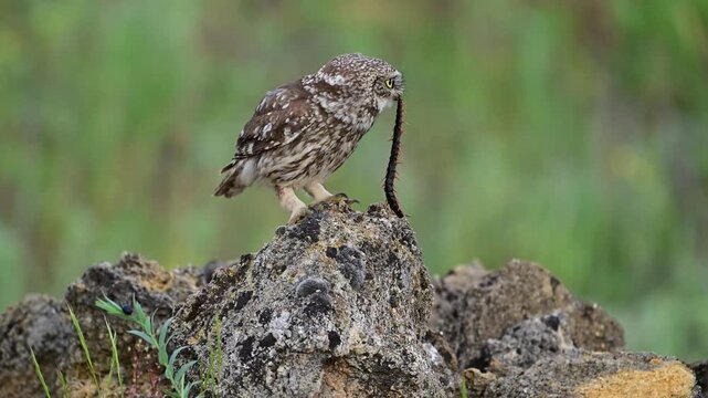 Little owl (Athene noctua) sitting on a rock in the wild with a captured centipede in its beak, looking around. Slow motion wildlife footage