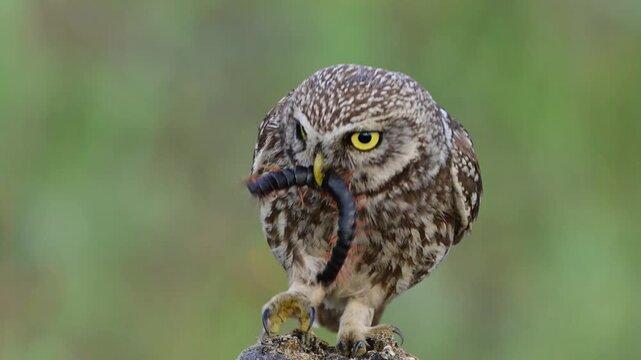 Little owl (Athene noctua) sitting on a rock in the wild with a captured centipede in its beak, looking around and then flying away. Slow motion wildlife footage Close up.