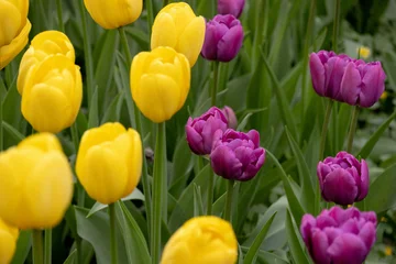 Fototapeten Tulpen fields of blooming multicolored tulips in garden, macro photography of flower petals, tulips for sale in flower shops, florist. bouquet gift. delicate petals of purple tulips. wedding decor.  © MyJuly