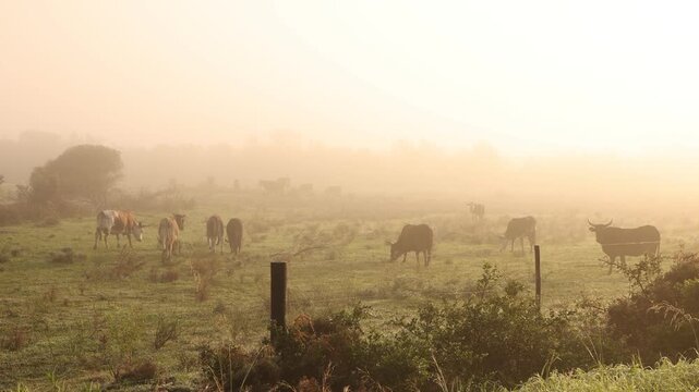 cattle grazing in fog enshrouded meadow at sunrise, Stanford, South Africa