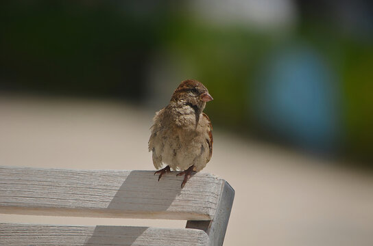 Closeup of a fledgling mourning bird
