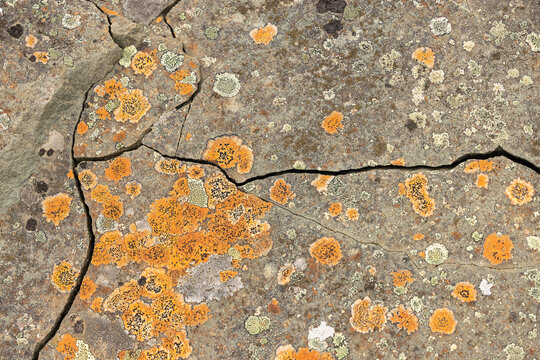 Gros plan d'une roche grise couverte de lichens orange, jaunes et blancs. Les fissures de la pierre et les formes circulaires des lichens cr&eacute;ent un motif naturel tr&egrave;s graphique.
