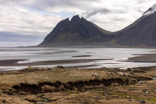Sc&egrave;ne naturelle en Islande montrant un petit troupeau de rennes &eacute;voluant dans un paysage c&ocirc;tier compos&eacute; de lagunes, de bancs de sable et de montagnes sous un ciel couvert.