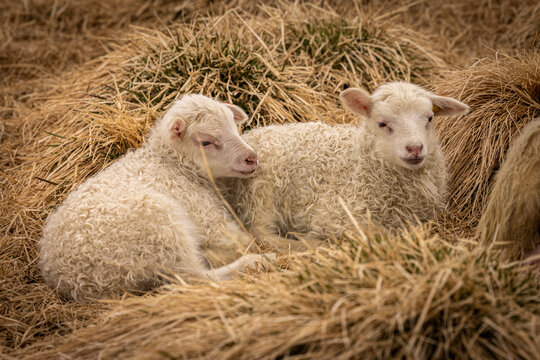Deux adorables agneaux ou petits moutons sont allong&eacute;s paisiblement dans le foin en Islande