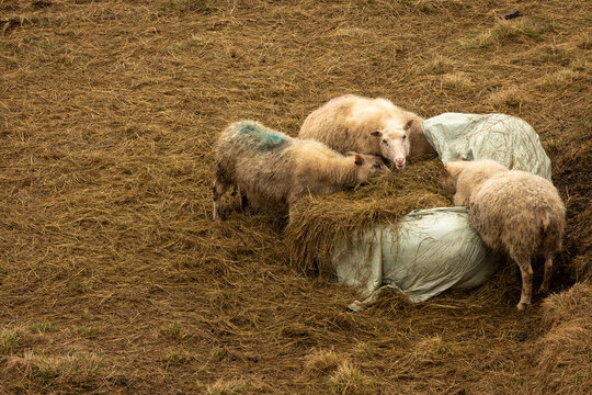 des moutons se nourrissent de foin dans une mangeoire en Islande