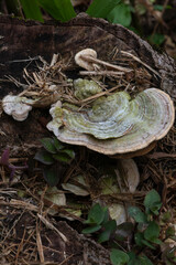Detail of bracket fungus (Trametes sp.) on decaying log. Shows concentric patterns and velvety texture. Ideal for mycology, ecology and nature themes. © niltonemaia