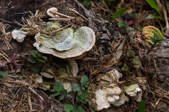 Detail of bracket fungus (Trametes sp.) on decaying log. Shows concentric patterns and velvety texture. Ideal for mycology, ecology and nature themes.