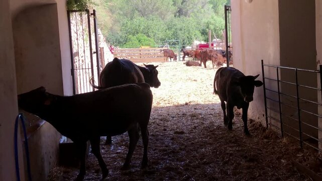 Cows and calves moving, feeding, and drinking water inside a large cattle pen on a farm. Mallorca, Spain.