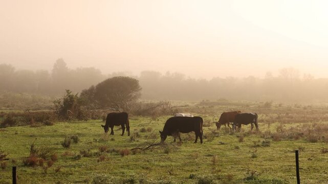cattle grazing in fog enshrouded meadow at sunrise, Stanford, South Africa