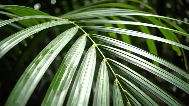 Closeup of lush green palm fronds in a tropical forest.