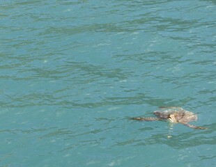 Fototapeta premium turtle in water