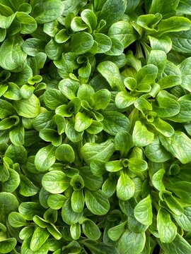 Corn salad seedlings - lambs lettuce, m&acirc;che