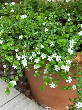 White bacopa trailing over terracotta pot