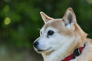 Fototapeta premium Close up profile portrait of a cute Shiba Inu dog with rim light on its fur.