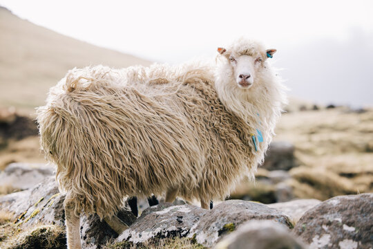 Faroe Islands