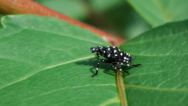Macro shot of a first instar spotted lanternfly nymph with black body and white spots on a vibrant green leaf.