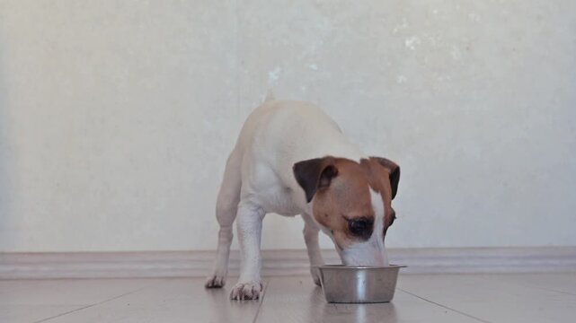 A Jack Russell Terrier dog eats dry food from a metal bowl.
