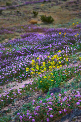 Obraz premium Wildflowers and Desert Super Bloom in California with Yellow and Purple Flowers