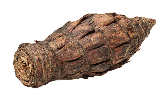 Raw yucca root displayed isolated emphasizing rustic skin and minimal food styling aesthetic Isolated on transparent background PNG
