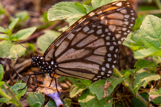 Borboleta monarca em close-up