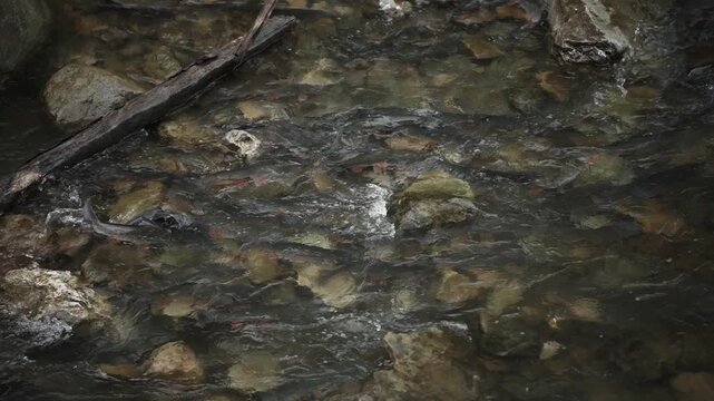 Freshwater fish navigating strong currents and splashing near the surface while moving upstream through a rocky river channel. Natural migration behavior in a dynamic aquatic environment.