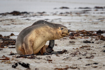 Fototapeta premium Australian Sea Lion