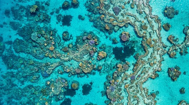 Aerial Top Down View of Coral Reef Formations in Clear Turquoise Tropical Ocean Water