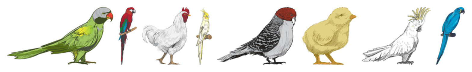 PNG Colorful illustrated birds lineup element set on transparent background © Rawpixel.com