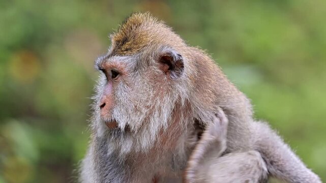Monkey (Long-Tailed Macaque) at the Monkey forest in Ubud Bali Indonesia