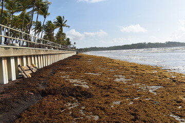 Fototapeta premium Manzanilla, Trinidad and Tobago - May 12, 2026 - Sargassum seaweed washed ashore along the Manzanilla Beach which is located along the east coast and Atlantic Ocean. 