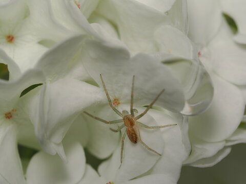 Una ara&ntilde;a de la familia Philodromidae, probablemente del g&eacute;nero Philodromus, reposa sobre p&eacute;talos blancos. Presenta un cuerpo aplanado de color ocre y patas alargadas con una postura abierta.