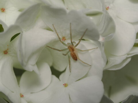 Una ara&ntilde;a de la familia Philodromidae, probablemente del g&eacute;nero Philodromus, reposa sobre p&eacute;talos blancos. Presenta un cuerpo aplanado de color ocre y patas alargadas con una postura abierta.