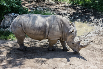 white rhino walking in the sun © Jodi