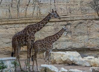giraffes in the zoo © Jodi