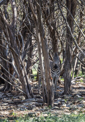 zebra in words  © Jodi