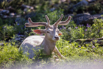 Fototapeta premium red deer in the woods