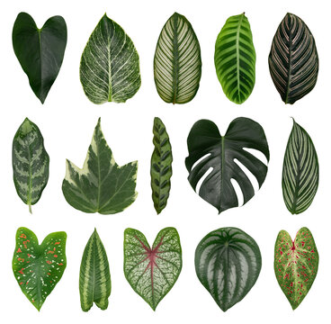 PNG Diverse tropical leaves collection on transparent background