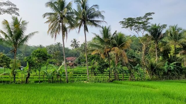 coconut trees in the garden with rice field